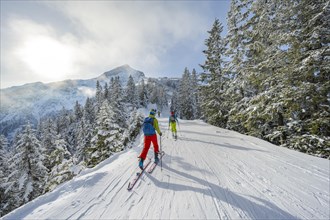 Two ski tourers between snowy trees