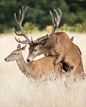 Stag and doe of Red Deer