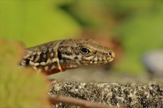 Wall lizard