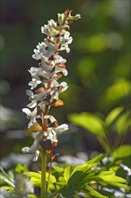 White flower of Corydalis cava