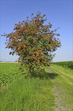 European rowan