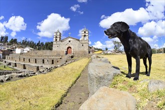 Dog on the walls of the Inca Temple of the Sun with colonial cathedral on top