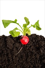 A radish is stuck in the ground