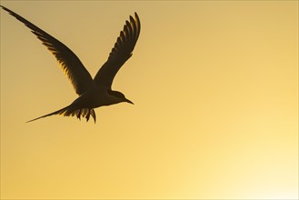 Silhouette of a Arctic tern