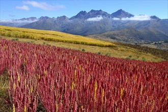 Field with ripe quinoa