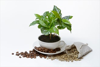 Coffee plant in cup and roasted and green coffee beans