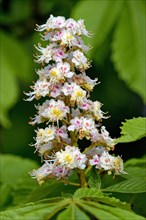 Horse chestnut