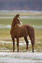 Thoroughbred Arabian stallion in winter on the pasture