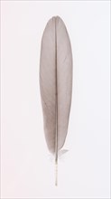 Feather of a greylag goose