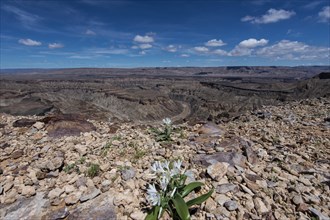 Fish River Canyon with wild lilies