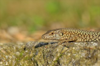 Wall lizard