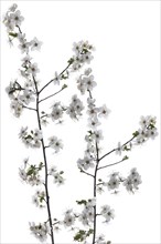 Flowering hawthorn branch