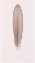 Feather of a greylag goose