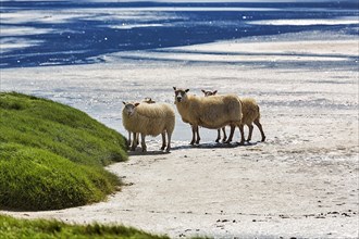 Free ranging Icelandic sheep