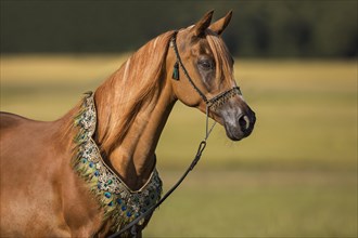 Thoroughbred Arabian mare with traditional halter and chest ornament in portrait