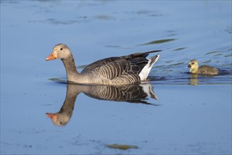 Greylag goose