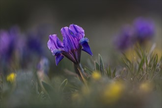 Dwarf iris