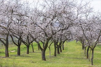 Apricot blossom