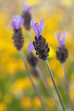 Crested lavender in flower