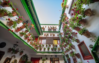 Many red geraniums in flower pots in the courtyard on a house wall