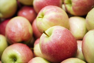 Fresh apple harvest from South Tyrol