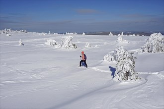Snowshoe hiker walks through winter landscape over snow-covered high moor