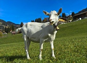 Unhorned Saanen goat with bell