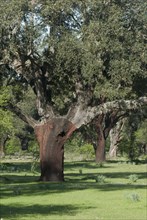 Old cork oak forest