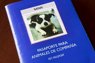 Spanish pet passport for small dog