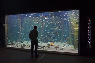 Visitor looks into huge aquarium at Ozeaneum