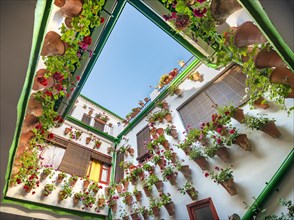 Many red geraniums in flower pots in the courtyard on a house wall