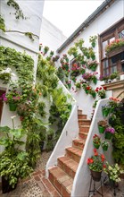 Stairs decorated with flowers in a inner courtyard