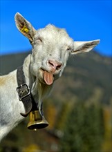 Unhorned Saanen goat with bell sticks out its tongue