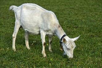 Grazing unhorned Saanen goat