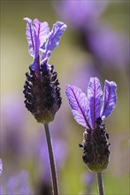 Crested lavender in flower