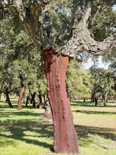 Cork oak forest