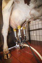 Cow udder with milking machine