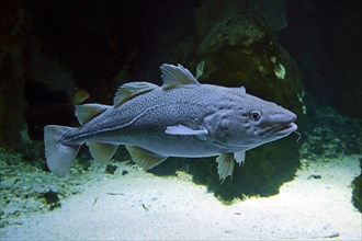 Atlantic codfish
