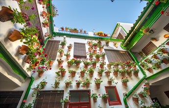 Many red geraniums in flower pots in the courtyard on a house wall