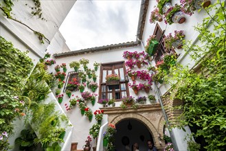 Flower pots with red flowers hanging on a wall