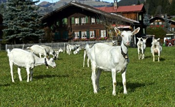 Herd of white Saanen goats