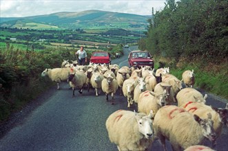 A farmer drives his flock of sheep along a country road