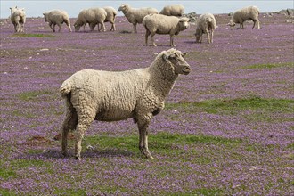 Flock of sheep in Monfrague National Park