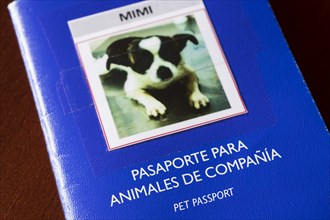 Spanish pet passport for small dog