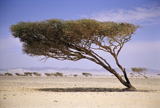 Tree bent by the wind, Egypt