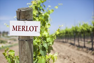 Merlot sign on post at the end of a vineyard row of grapes