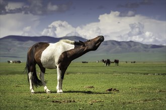 Pose of the horse