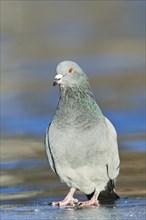 Pigeon