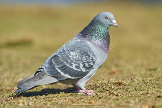 Pigeon