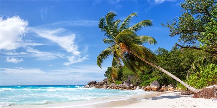 Anse Georgette beach palm panorama sea water